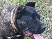 cane corso arcaico